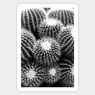 Cacti Sticker